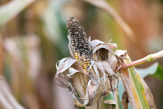 Corn rot disease