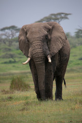 Fototapeta na wymiar Afrikanischer Elefanten Bulle (Loxodonta africana), im Ngorongoro Nationalpark, Tansania, Ostafrika