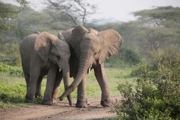 Fototapeta na wymiar Afrikanischer Elefanten (Loxodonta africana), im Ngorongoro Nationalpark, Tansania, Ostafrika