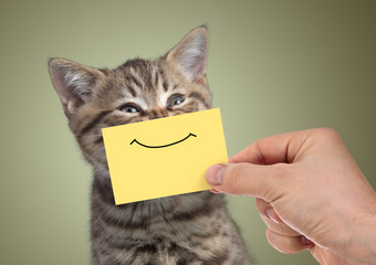 funny happy young cat portrait with smile on cardboard