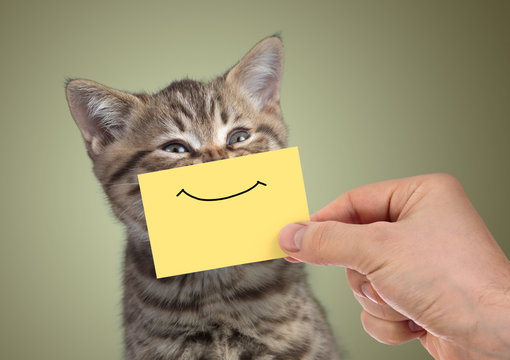 funny happy young cat portrait with smile on cardboard