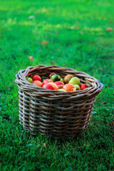 Fototapeta na wymiar Wattled basket filled with red and yellow tomatoes on a green grass background