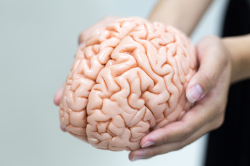 Human brain model for education in laboratory.