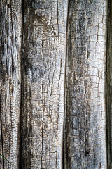 Fototapeta premium Wall of a log house wall