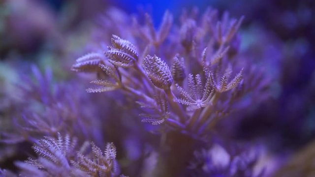 open and close xenia coral in aqurium