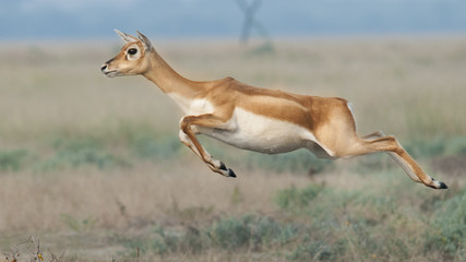 Leap