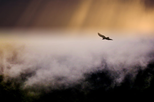 Condor Flying Over Clouds In Banos, Ecuador