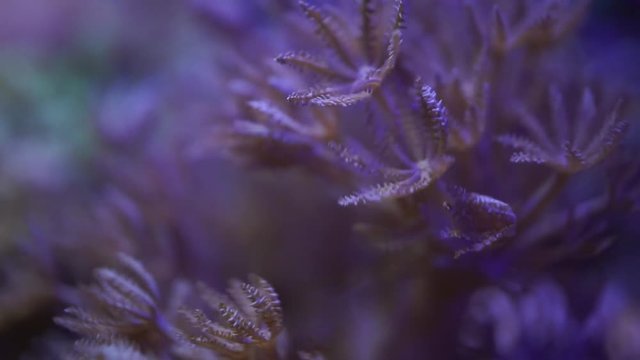 Lively Plants under the sea,  Pulsing Xenia Corals swaying inside shining water, nature background