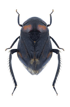 Cicada Penthimia nigra on a white background