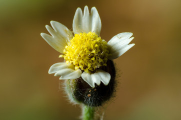 Universo macro