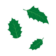 Fototapeta premium vector flat cartoon style holly tree, mistletoe or ilex leaves set. Isolated illustration on a white background. Christmas cards, banners of presentation decoration design symbol