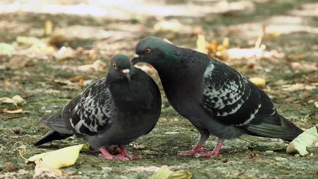 Pigeon male cleans feathers to female.