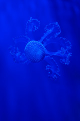 A glowing blue jellyfish in the water against a deep blue background in Genova aquarium, Italy