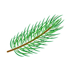 vector flat cartoon style spruce, pine fir tree leaves - needles on branch. Isolated illustration on a white background. Christmas cards, banners of presentation decoration design symbol