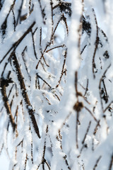 Obraz premium Snow covered branch