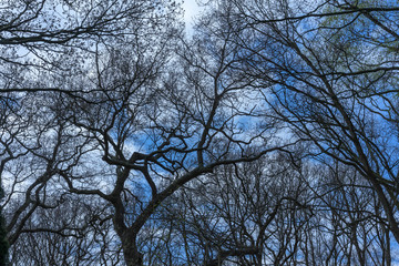 Background of dry branches with the blue sky from bottom view