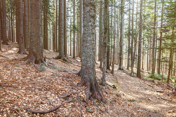 Dense woodland of coniferous forest in bright light