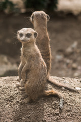 Erdmännchen