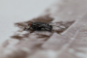 Fliege