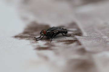 Fliege