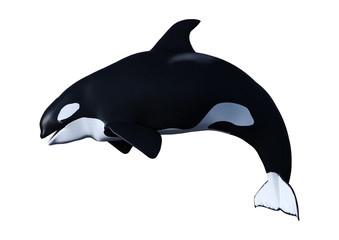 Fototapeta premium 3D renderowania cielę orka orka na białym tle
