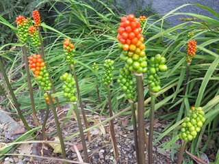 Cuckoo Pints in Danish front garden