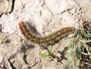 caterpillar on the ground in the nature close-up
