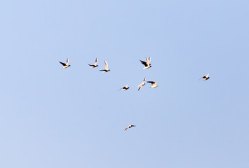 a flock of seagulls against a blue sky