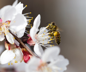 Fototapeta na wymiar bee on a flower in the nature. macro
