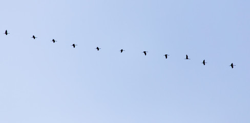 swans on the blue sky in spring
