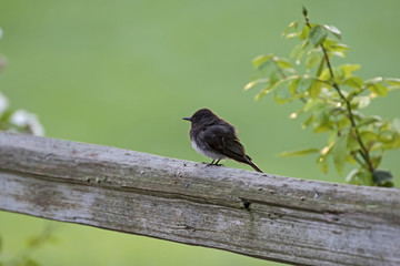 Bird on fence perch at Los Angeles park rose garden