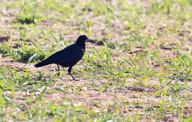 black crow in the grass on the nature