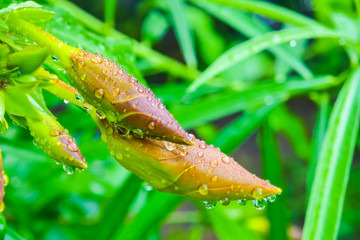  Water drops on the flowers Allamanda cathartica