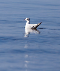 Fototapeta na wymiar Gull on the lake in nature