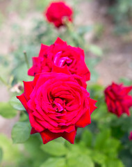 red rose in a park on the nature