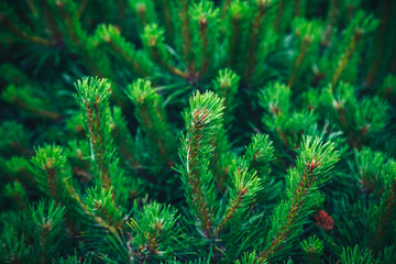 Fototapeta na wymiar Fir tree brunch close up. Shallow focus. Fluffy fir tree brunch close up. Christmas wallpaper concept. Copy space.