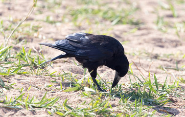 black crow on the sand