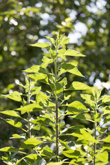 green leaves on the bush outdoors