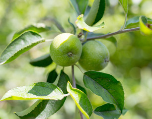green apple on the tree