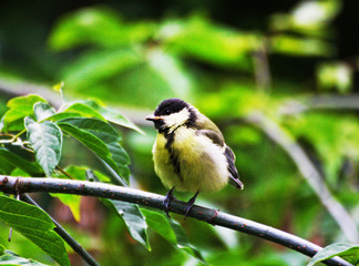 Obraz premium Bird among the leaves on the branch.