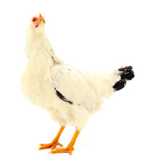 white hen isolated.