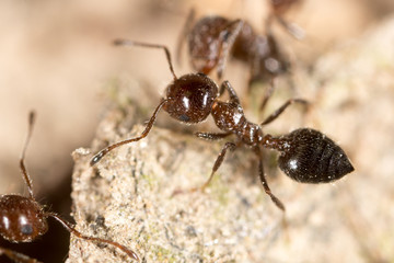 ant on the ground. macro