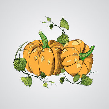 Doodle pumpkins.Vector paint hand drawn picture in cartoon style.