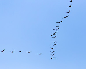 a flock of birds flying south in the blue sky