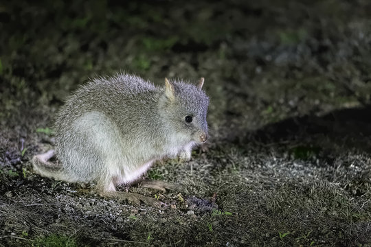 Rufous Bettong (Aepyprymnus rufescens)