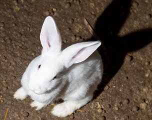 growing rabbits on the farm