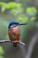 Eisvogel