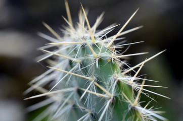 Stacheln an einem Kaktus