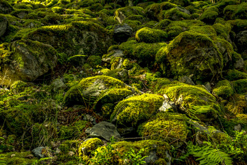 Stony forest floor with moss