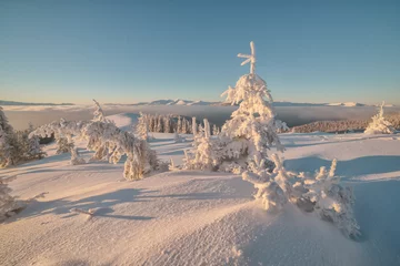 Foto op Plexiglas anti-reflex Dramatic wintry scene with snowy trees. © Ivan Kmit